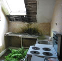image of fern growing in existing top floor kitchen